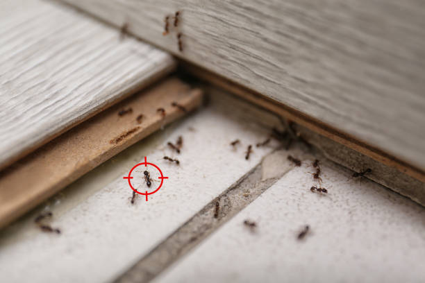 Best Mosquito Control Services  in Tompkinsville, KY